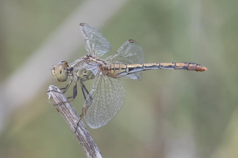 Diplacodes bipunctata (Wandering Percher) female.jpg